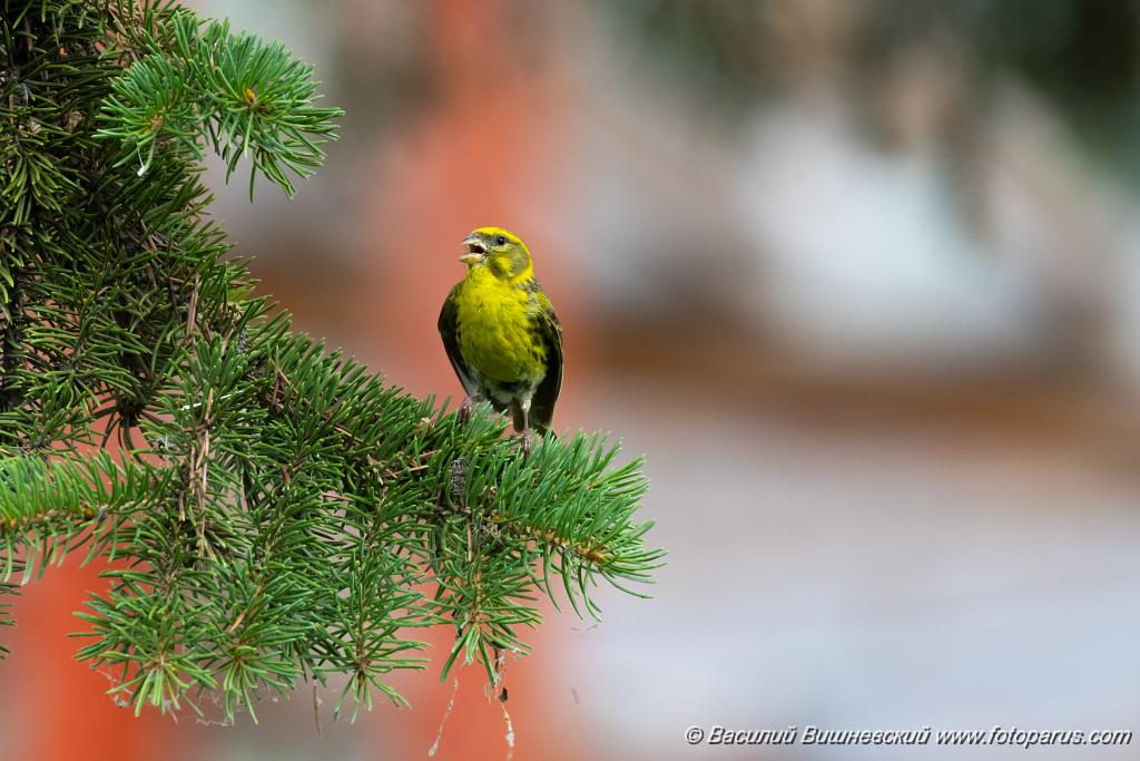 Serinus_serinus_2024_0720_1205-16.jpg - Вьюрок канареечный. Serin (Serinus serinus). Moscow. Самец. Сквер Героев-Нефтяников, Москва.