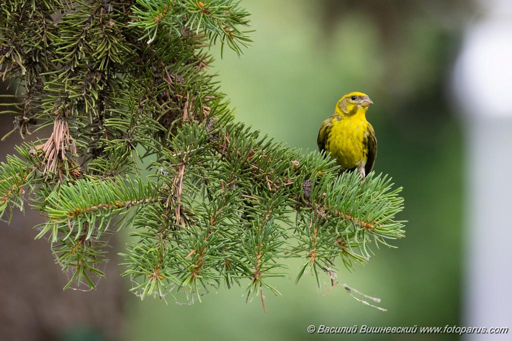 Serinus_serinus_2024_0720_1207-4.jpg - Вьюрок канареечный. Serin (Serinus serinus). Moscow. Самец. Сквер Героев-Нефтяников, Москва.