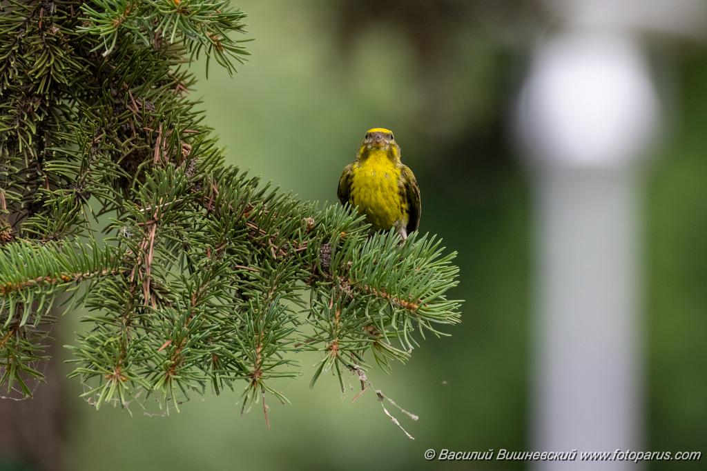 Serinus_serinus_2024_0720_1207.jpg - Вьюрок канареечный. Serin (Serinus serinus). Moscow. Самец. Сквер Героев-Нефтяников, Москва.