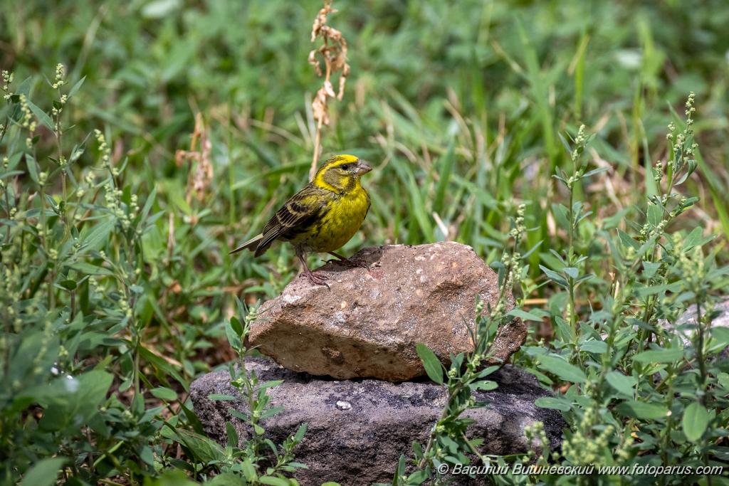 Serinus_serinus_2024_0720_1213.jpg - Вьюрок канареечный. Serin (Serinus serinus). Moscow. Самец. Сквер Героев-Нефтяников, Москва.