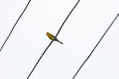 Serinus_serinus_2023_0527_1530-2