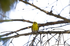 Serinus_serinus_2024_0720_1013