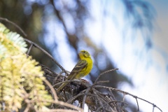 Serinus_serinus_2024_0720_1022-2