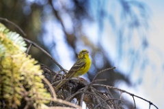 Serinus_serinus_2024_0720_1022