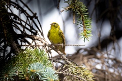 Serinus_serinus_2024_0720_1035-2