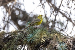 Serinus_serinus_2024_0720_1037-4