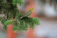 Serinus_serinus_2024_0720_1205-10