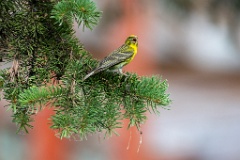 Serinus_serinus_2024_0720_1205-12