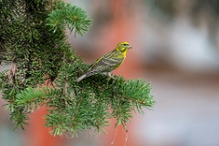 Serinus_serinus_2024_0720_1205-14