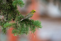 Serinus_serinus_2024_0720_1205-9