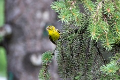 Serinus_serinus_2024_0720_1205