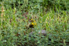 Serinus_serinus_2024_0720_1206-3