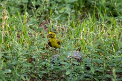 Serinus_serinus_2024_0720_1206-4