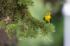 Serinus_serinus_2024_0720_1207-4