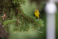 Serinus_serinus_2024_0720_1207-6