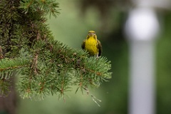 Serinus_serinus_2024_0720_1207