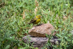 Serinus_serinus_2024_0720_1213-2