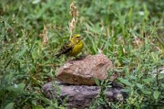 Serinus_serinus_2024_0720_1213