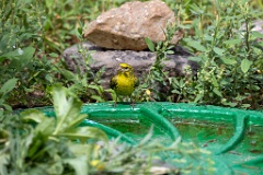 Serinus_serinus_2024_0720_1214