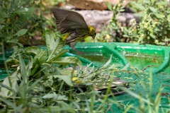 Serinus_serinus_2024_0720_1215-3