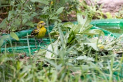 Serinus_serinus_2024_0720_1215-4