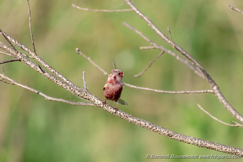 Uragus_sibiricus_2024_0606_0922-3.jpg - Муравьёвский парк. Дальний Восток, Амурская область, Тамбовский муниципальный округ. 6 июня 2024 г. Урагус. Long-tailed Rosefinch (Uragus sibiricus).
