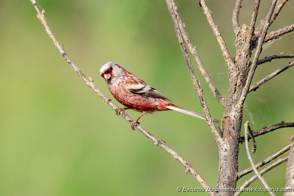 Uragus_sibiricus_2024_0606_0946.jpg - Муравьёвский парк. Дальний Восток, Амурская область, Тамбовский муниципальный округ. 6 июня 2024 г. Урагус. Long-tailed Rosefinch (Uragus sibiricus).