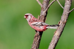 0_Uragus_sibiricus_2024_0606_0945-4