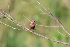 Uragus_sibiricus_2024_0606_0922-3