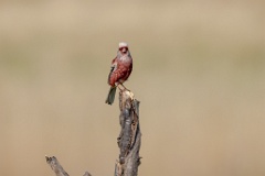 Uragus_sibiricus_2024_0606_0922-4