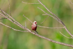 Uragus_sibiricus_2024_0606_0922