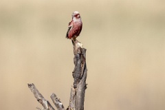 Uragus_sibiricus_2024_0606_0923-5