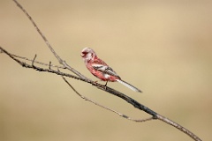 Uragus_sibiricus_2024_0606_0923-6