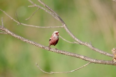 Uragus_sibiricus_2024_0606_0923-7