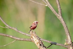 Uragus_sibiricus_2024_0606_0923-8