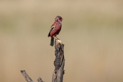 Uragus_sibiricus_2024_0606_0923