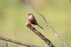 Uragus_sibiricus_2024_0606_0945-3