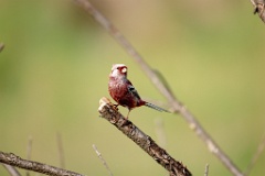 Uragus_sibiricus_2024_0606_0945