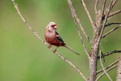 Uragus_sibiricus_2024_0606_0946-3