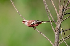 Uragus_sibiricus_2024_0606_0946-4