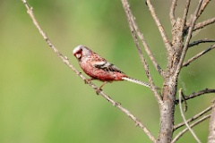 Uragus_sibiricus_2024_0606_0946