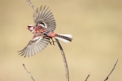 Uragus_sibiricus_2024_0606_0947-2