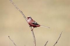 Uragus_sibiricus_2024_0606_0947