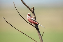 Uragus_sibiricus_2024_0606_0948-2