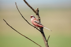 Uragus_sibiricus_2024_0606_0948