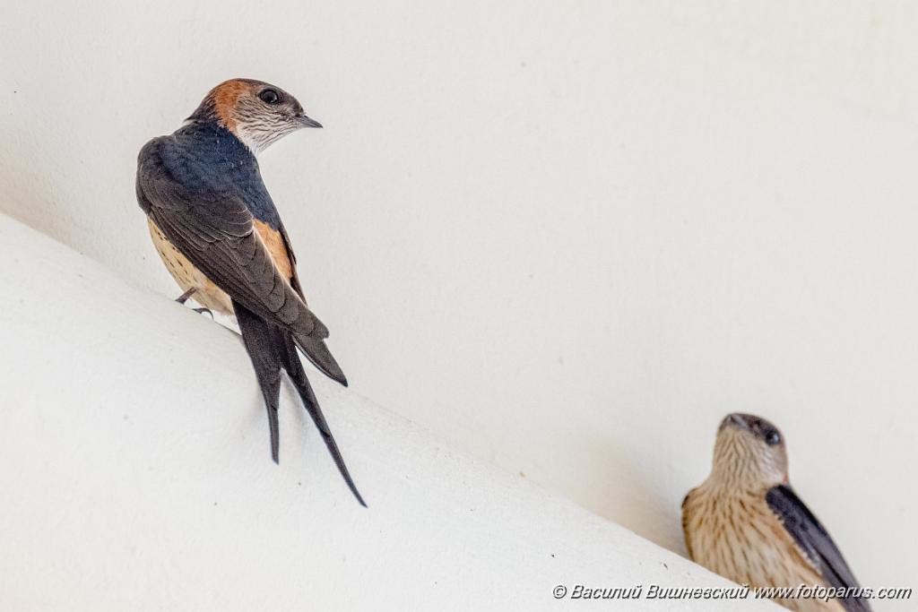 0_Hirundo_daurica_2024_0603_1218-7.jpg - Хабаровск, Спасо-Преображенский кафедральный собор. 3 июня 2024 г.