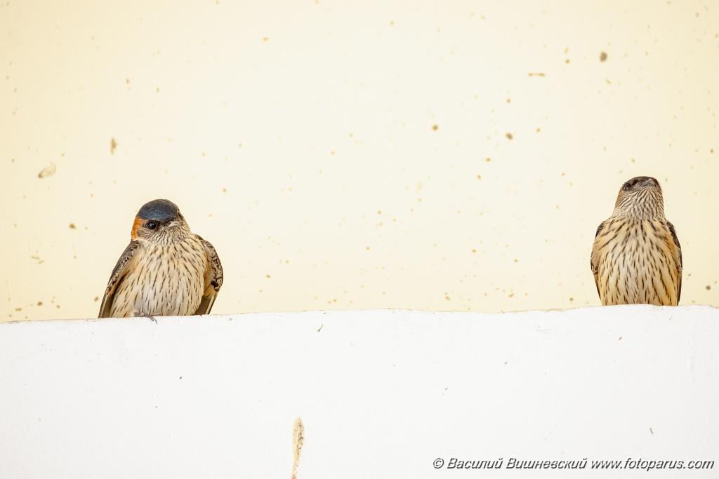 Hirundo_daurica_2024_0603_1217.jpg - Хабаровск, Спасо-Преображенский кафедральный собор. 3 июня 2024 г.