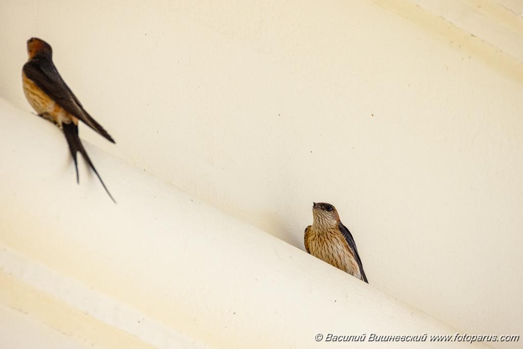 Hirundo_daurica_2024_0603_1218-6.jpg - Хабаровск, Спасо-Преображенский кафедральный собор. 3 июня 2024 г.