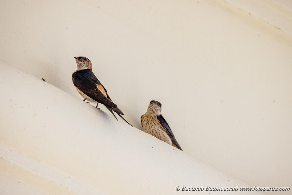 Hirundo_daurica_2024_0603_1218-8.jpg - Хабаровск, Спасо-Преображенский кафедральный собор. 3 июня 2024 г.