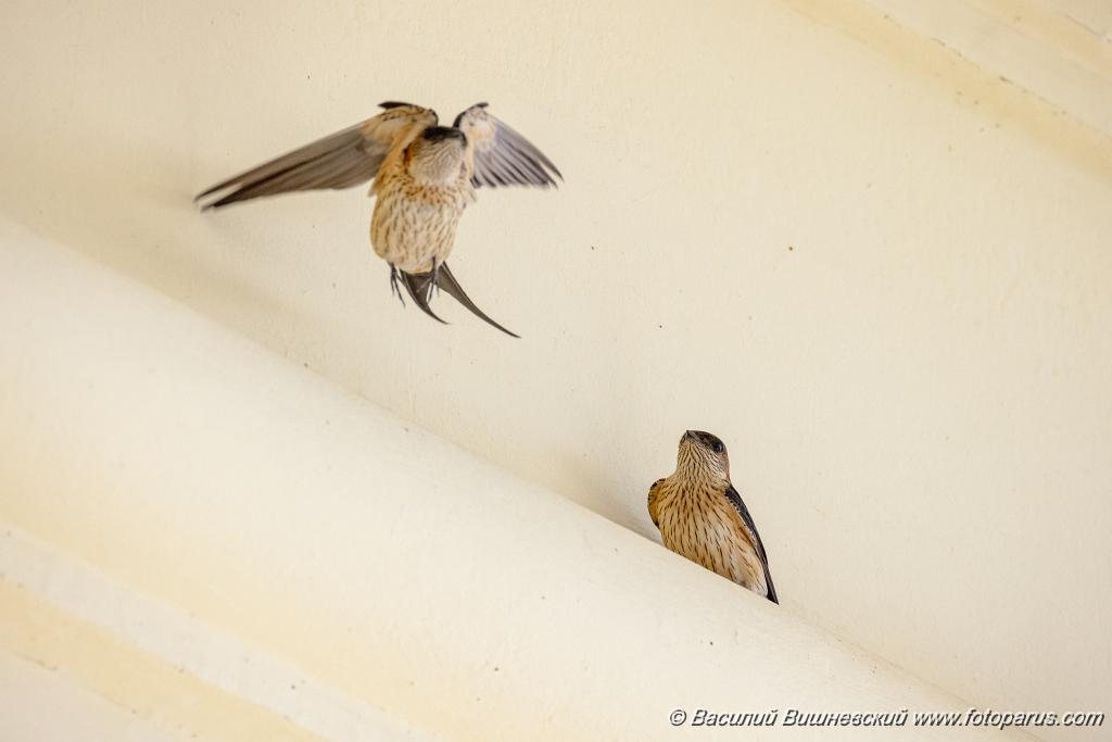 Hirundo_daurica_2024_0603_1218.jpg - Хабаровск, Спасо-Преображенский кафедральный собор. 3 июня 2024 г.